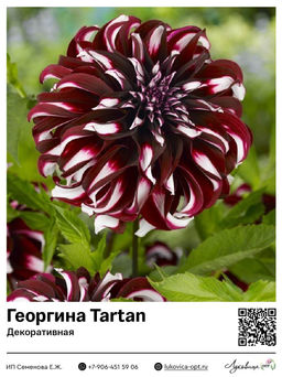 Георгина гигант Tartan (Декоративная)