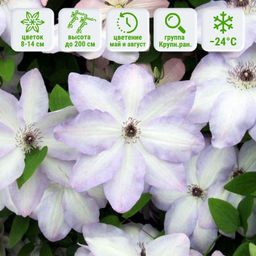 Клематис Иван Олссон