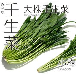 Зелень Мибу — Мибусаи — Мибуна (壬生菜)