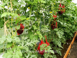 Арбуз Айваз - Партнер фото 4