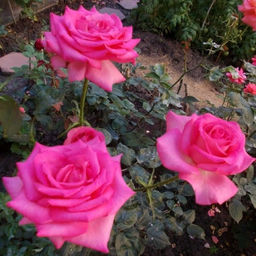 R591 ЭСМЕРАЛЬДА