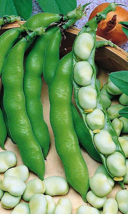 Бобы ВИРОВСКИЕ Сахарные, для наших деток! Холодостойкие! С равномерным созреванием нежных и вкусных зерен!