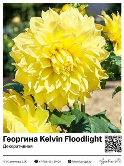 Георгина Kelvin Floodlight (Декоративная)