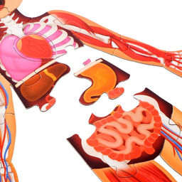 Набор Моё тело: мегапазл с обучающей книгой - Буква-ленд фото 3