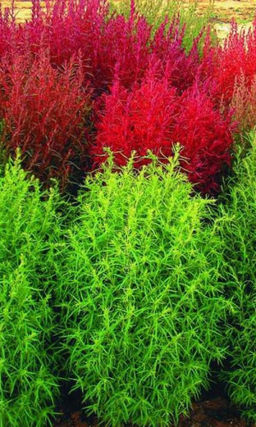 Кохия НЕФРИТ Для живых изгородей любой конфигурации!