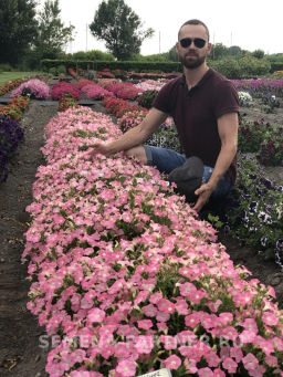 Петуния Лагуна Жозефина каскадная салмон - Партнер фото 6