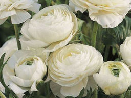 Лютик белый (Ranunculus White) 10шт