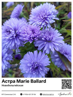 Астра Marie Ballard (Новобельгийская)