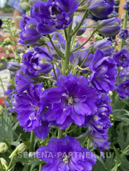 Дельфиниум Пэйген Перплс - Партнер фото 3