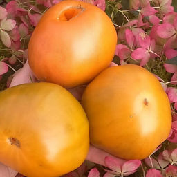 7182Т Томат Суровая дыня немцев поволжья 10шт