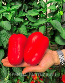Перец сладкий Регор - Партнер фото 3