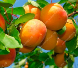 a2ff67fcbb8babf74a5c9be8468b7d5aecuw7rwhqm03rrmgt