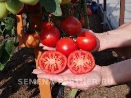 Томат Куртизанка - Партнер фото 3