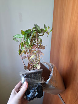 Мята Шведский лимон