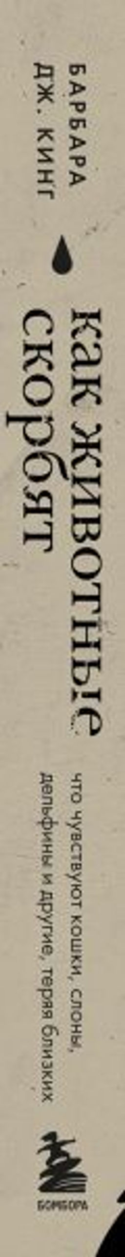 Как животные скорбят. Что чувствуют кошки, слоны, дельфины и другие, теряя близких