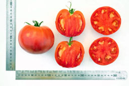 Томат Ладья - Партнер фото 4