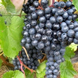 Виноград Память Домбковский (коробка) 1шт