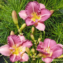 Лилейник Энтрапмент - Долина роз фото 4