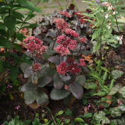 Очиток Чоколэт Черри