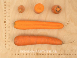 Морковь Краса Севера - Партнер фото 5