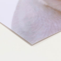 Коврик под миску «Пижон» 43×28 см «Ого! Это всё нам?»