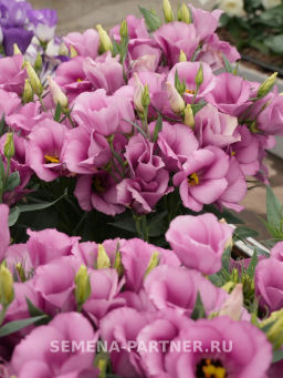 Эустома карликовая лиловая Мисс Шарли - Партнер фото 8