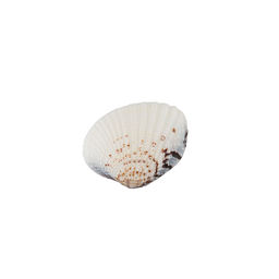 Blumentag / Zlatka DRF-027 Ракушки морские 20 шт. 3.8 см Venus Clam  фото 3