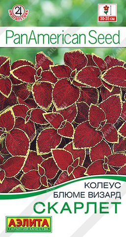 Колеус блюме Скарлет (2027)