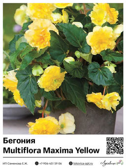 Бегония Multiflora Maxima Yellow