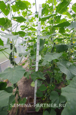 Огурец партенокарпический Антисипатор - Партнер фото 4
