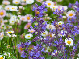 Котовник Фассена Кит Кэт