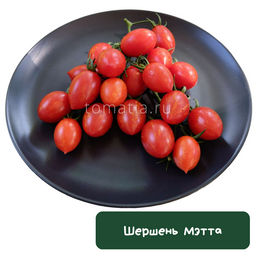 Шершень Мэтта - Tomatia фото 2