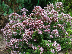 Душица (Орегано)