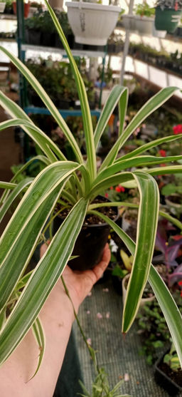 Хлорофитум Океан горшок D10 (вырастет крупное растение) - 1000корней фото 2