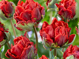 Тюльпан Рококо Дабл - Долина роз фото 2