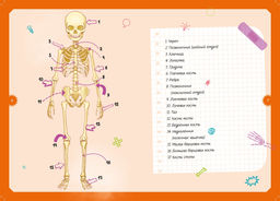 Тело человека. Интерактивная детская энциклопедия с магнитами (нов.оф.) (в коробке). Педрола А. - Махаон фото 5