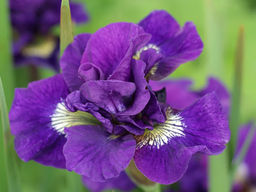 Ирис Concord Crush (Конкорд Краш) - Долина роз фото 5