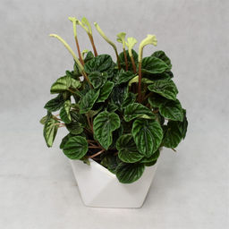 Пеперомию Лилиан