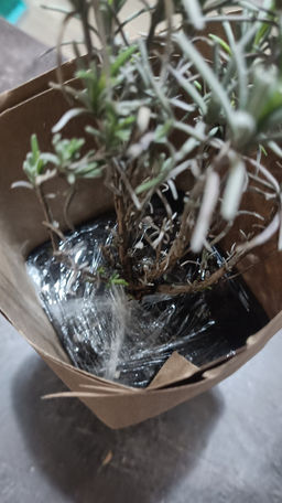 Лаванда узколистная