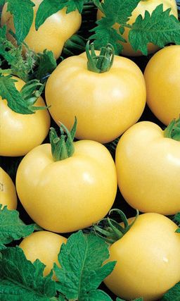 Томат ДОЛГОХРАНЯЩИЙСЯ Хранится до Нового года! Устойчив к болезням! Не растрескивается!