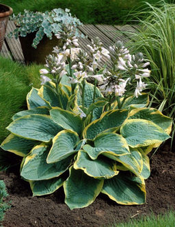 Хоста Frances Williams (Зибольда) - Голландские луковицы фото 2