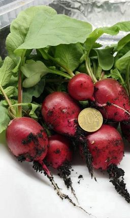 Редис САММЕРЕД