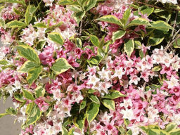 Вейгела цветущая Санни Принцесс - Долина роз фото 2