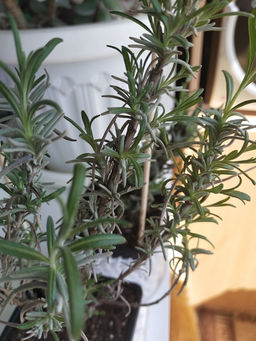 Лаванда узколистная