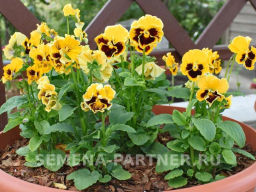 Виола бахромчатая Танго-Манго Кан-Кан - Партнер фото 8