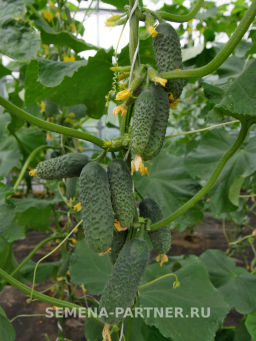 Огурец партенокарпический Мироша - Партнер фото 7