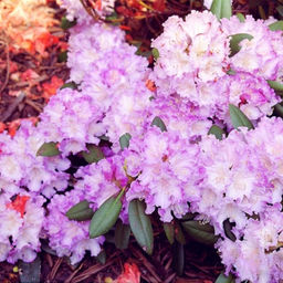 Рододендрон Каролина Альбрук