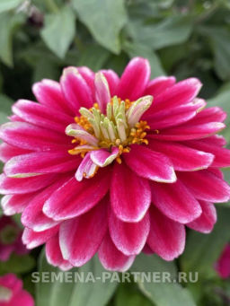 Цинния махровая Барышня-крестьянка Малиновый Щербет - Партнер фото 5