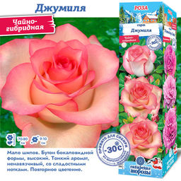 Роза Джумиля (Чайно-гибридная) 1шт