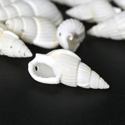 Ракушки природные "Риссоа белая" 8*20мм, 25г Радуга камня